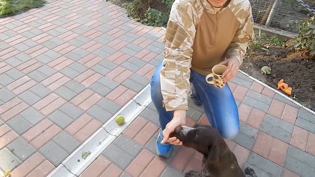 Сидіти-Лежати - Вправа для дресування - Дресування дратхаара смотреть онлайн