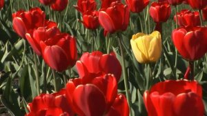 ФУТАЖ Тюльпаны