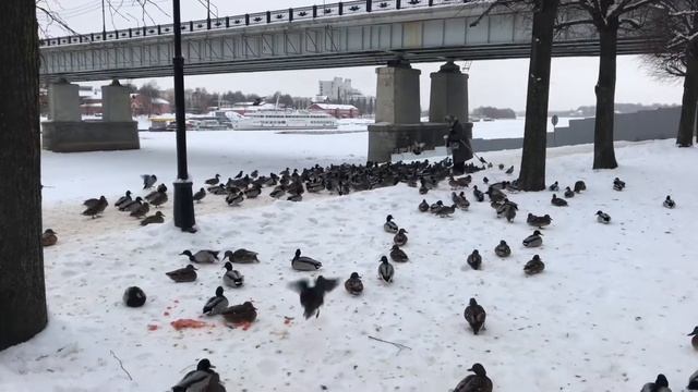 ? Санкт-Петербург - Великий Новгород ? Декабрь 2021 г. ? Поезд «Ласточка» смотреть онлайн