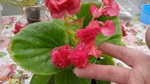 Бегония махровая вечноцветущая  из семян