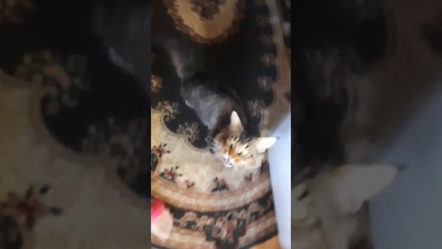 Завтрак кота, д-23  Чечевичный суп