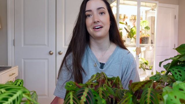 My Complete Maranta Collection And Care Tips! | How I Keep My Marantas Happy!