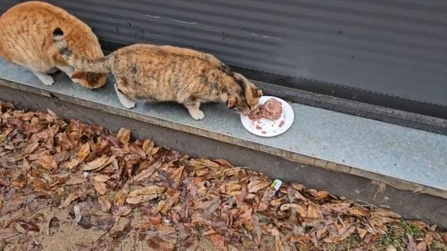 비 오는 날 우산속에서 길고양이 밥 먹이기 смотреть онлайн