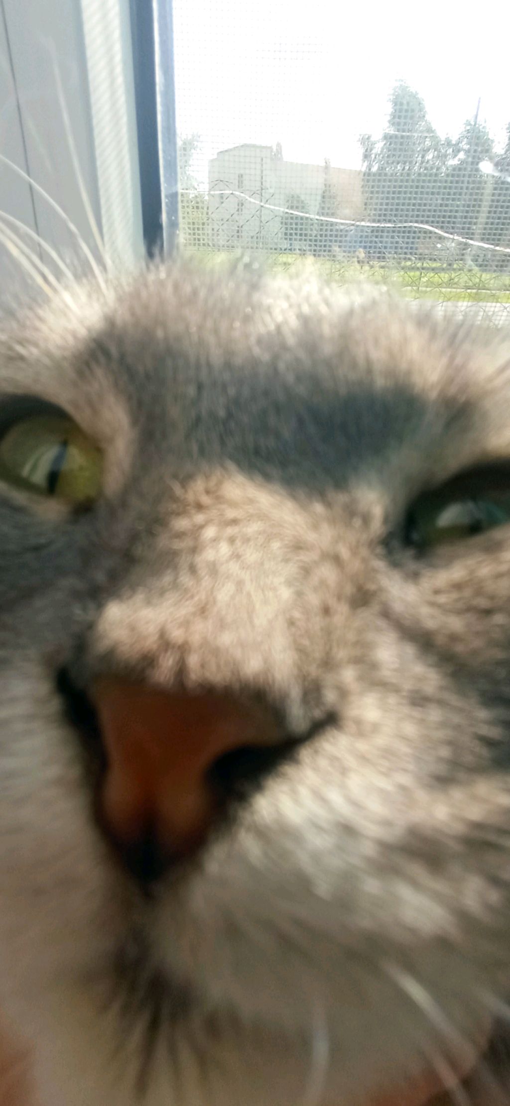 сигма кот смотреть онлайн