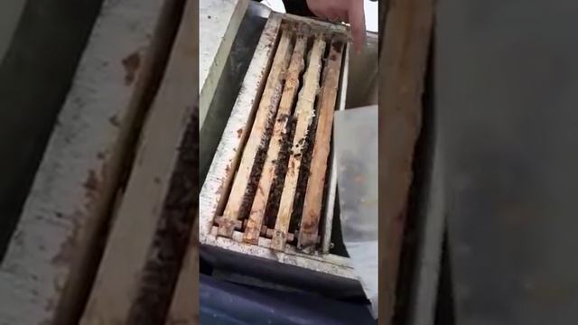 Шестирамочники под пленкой финиш зимовки смотреть онлайн