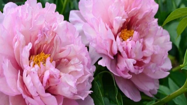 Пион Ферст Арривал (Paeonia First Arrival) смотреть онлайн