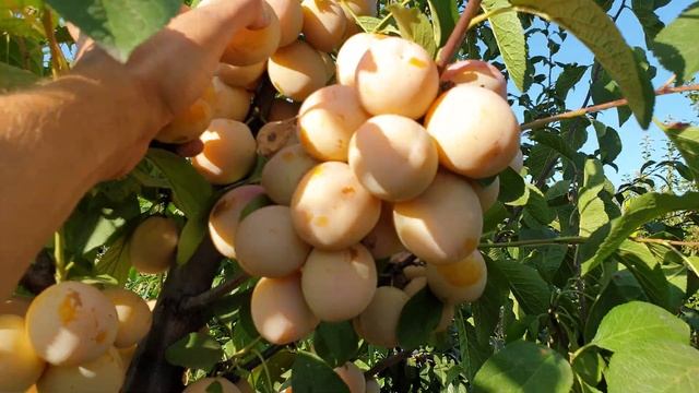 СОЧНЫЙ!!! СЛАДКИЙ!!! ВКУСНЫЙ!!! Поздний сорт сливы смотреть онлайн