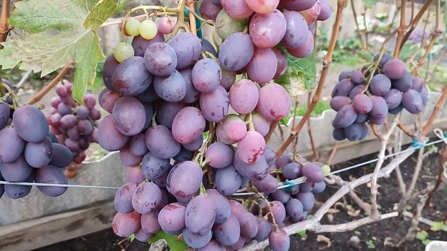 2 октября 2022. Первые заморозки, обзор. Молодые кусты, вызревание древесины под укрытием. смотреть онлайн