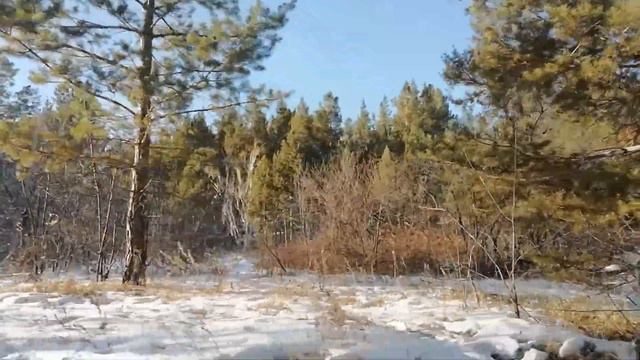 Снежный сосновый лес в окрестностях Первомайского в марте смотреть онлайн