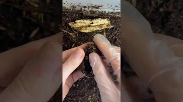 Tik Tok тренды #174 | Как рождаются жуки | Тик ток лучшее смотреть онлайн