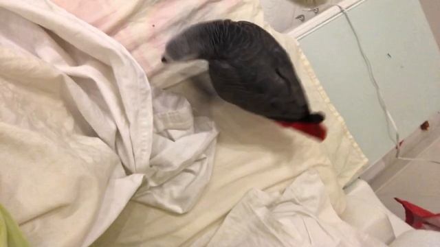 ✅БЕШЕНЫЙ ПОПУГАЙ ))) ГОВОРЯЩИЙ ПОПУГАЙ ЖАКО МОНЯШКА. смотреть онлайн