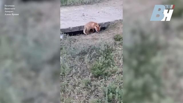 В Воронеже обосновалось семейство лисов смотреть онлайн