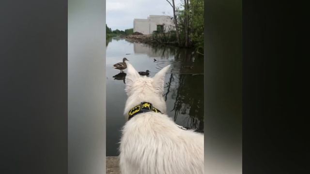 Цвергшнауцер на прогулке/ Miniature Schnauzer On A Walk