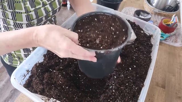 Potting up Liatris spicata 'Blazing Star' смотреть онлайн