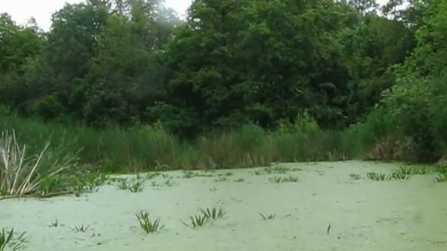 Через амазонскую сельву смотреть онлайн