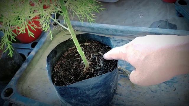 RICE HULLS USES FOR GARDENING | BENEFITS AND USES OF RICE HULLS FOR PLANTS | IPA NG PALAY FOR PLANT смотреть онлайн