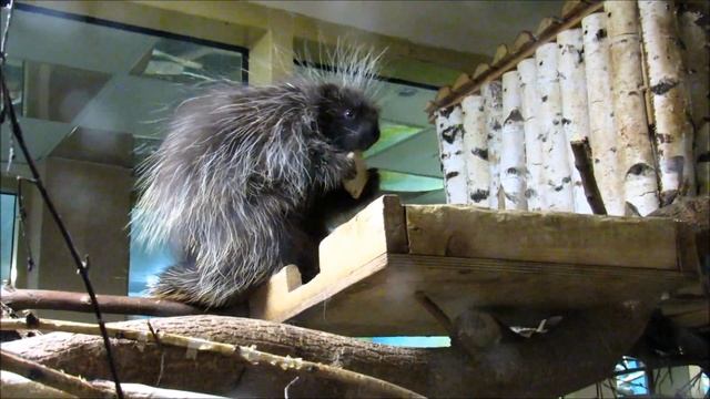 Североамериканский дикобраз кушает. 01.01.20 г. смотреть онлайн