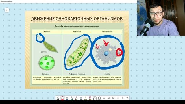 Онлайн урок биология 5 класс | ПРОСТЕЙШИЕ | царство животные смотреть онлайн