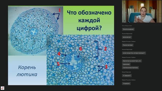 Лекция «Анатомическое строение корня» смотреть онлайн