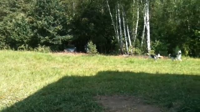 Овчарки летом на даче благодать!!! смотреть онлайн