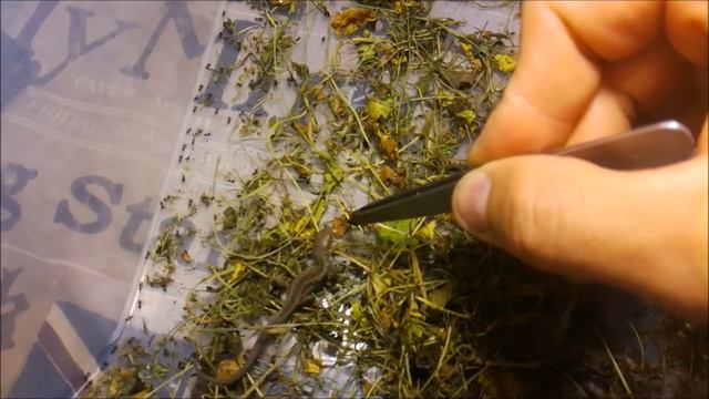 Кормление малышей прыткой ящерицы Baby lizard eat смотреть онлайн