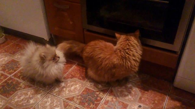 Померанский карликовый шпиц (Pomeranian), Снуппи и рыжий кот смотреть онлайн
