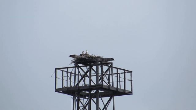 Пара скоп (Pandion haliaetus) на гнезде смотреть онлайн