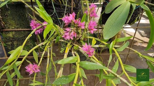 LANGKA BANGET!!!! PROMO BOMBASTIS!!! Dendrobium Bracteosum WA : 089517220846 смотреть онлайн