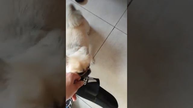 this is my flip flop ... you are not worthy смотреть онлайн