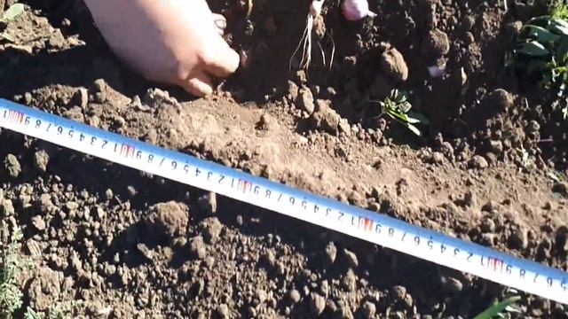 Показ в работе ручной сеялки СЛР смотреть онлайн