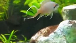 Принцесса Бурунди (Neolamprologus brichardi)