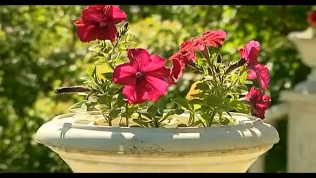 НОВЫЕ ВЛАДИМИРСКИЕ ПЕСНИ - 11 "ПАТРИАРШИЙ САД" смотреть онлайн