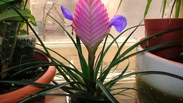 НЮАНСЫ УХОДА -ЗА ТИЛЛАНДСИЕЙ В #ДОМАШНИХ УСЛОВИЯХ смотреть онлайн