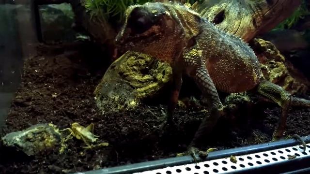 Acanthosaura capra eating a cricket! смотреть онлайн