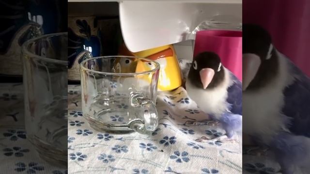 Baby Animals ? Funny Parrots and Cute Birds Compilation (2021) Loros Adorables Recopilación #39 смотреть онлайн