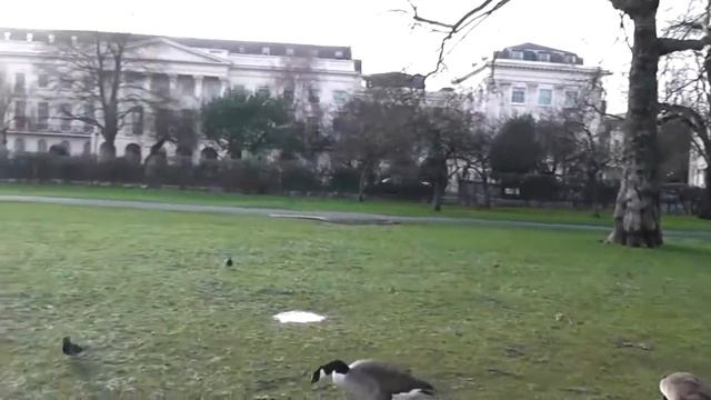 Кормление птиц в Риджентс-парке 2 смотреть онлайн