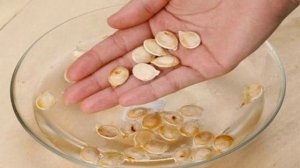 Посадка тыквы семенами в открытый грунт