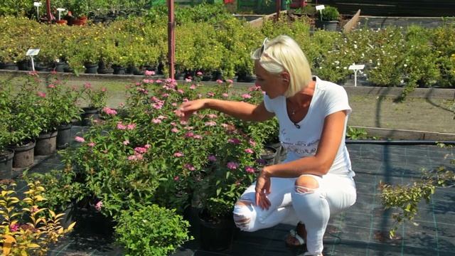 Живые изгороди: Спирея японская (Spiraea Japonica) 'Crispa'