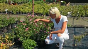 Живые изгороди: Спирея японская (Spiraea Japonica) 'Crispa'