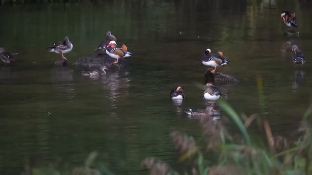 Powerful Healing Mantra RA MA DA SA SA SAY SO HUNG रा मा दा सा सा से सो हंग Meditation. смотреть онлайн