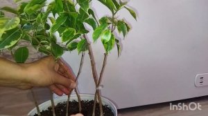 Плоское плетение решеткой фикуса бенджамина