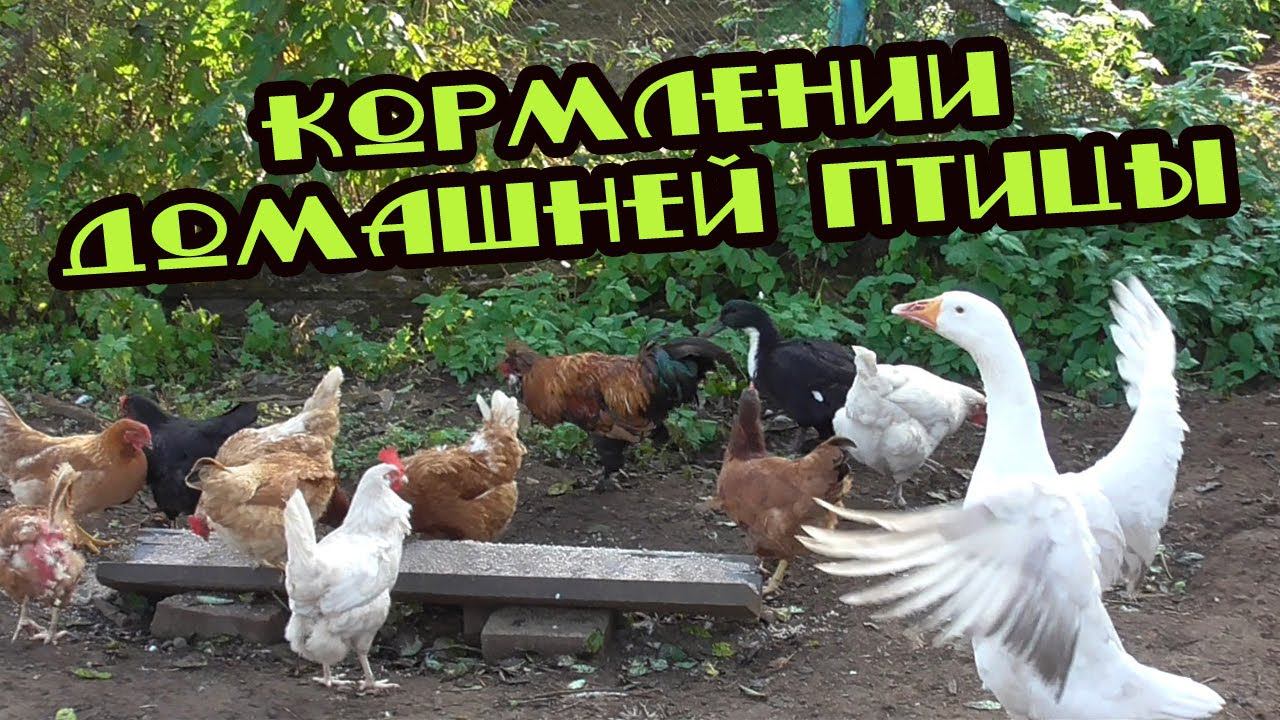 Утреннее кормление домашней птицы | Курицы | Гусь | Утка смотреть онлайн