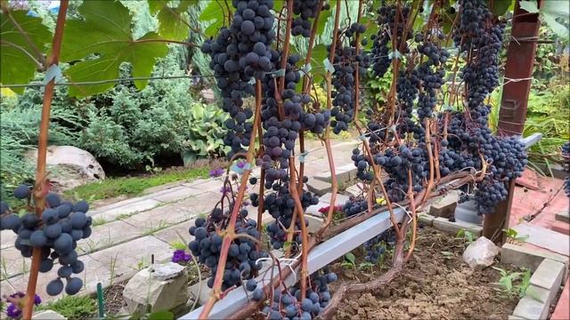 Виноград Загадка Шарова в северном Подмосковье или виноград категории Must Have для северян. смотреть онлайн