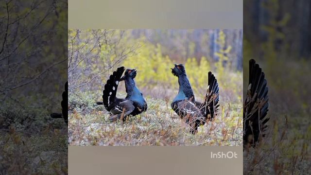 Глухарь смотреть онлайн