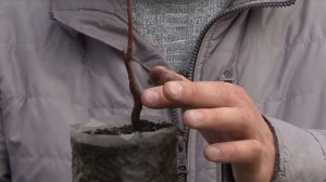 Посадка саженца абрикоса в Сибири