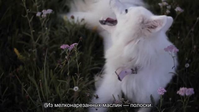 Встречаем год Голубого Тигра: что должно быть на столе смотреть онлайн