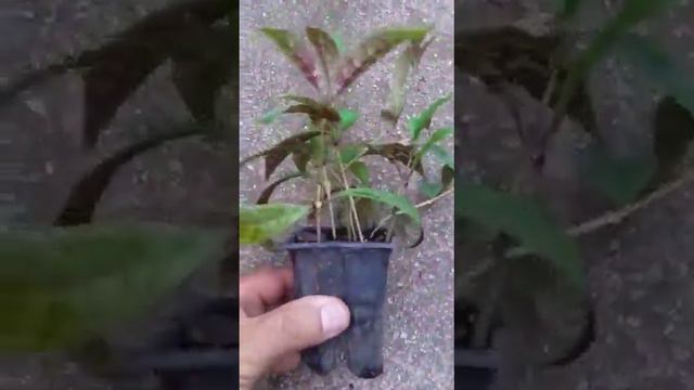 columeia marmurata ( aeschynanthus marmoratus) смотреть онлайн