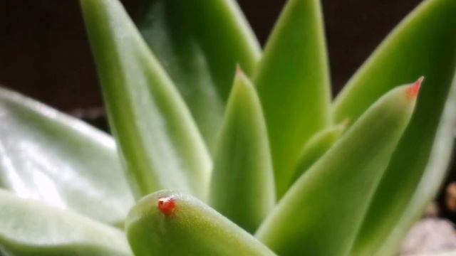 ECHEVERIA AGAVOIDES || Coral S ✨