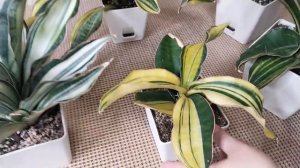 Сансевиерия Роуз. Сорта, особенности, виды.