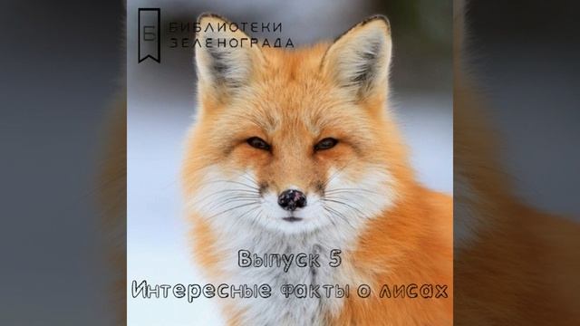 Подкаст "О животных и книгах" / Лисы смотреть онлайн